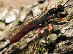 (Irritator Ichneumon Wasp) female lateral