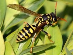 (European Paper Wasp) crawling