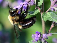 (Eastern Carpenter Bee) male profile on Sage