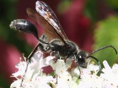 (Mexican Grass-carrying Wasp) lateral