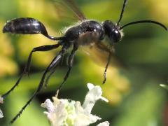 (Mexican Grass-carrying Wasp) liftoff