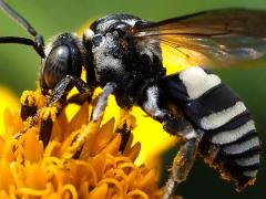 (Lunate Longhorn Cuckoo Bee) lateral