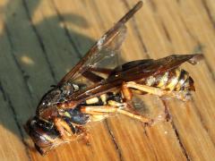(Dark Paper Wasp) lateral