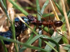 (Variable Field Ant) pulls fly