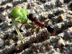 (Myrmica Furrowed Ant) (drags Eight-lined Leafhopper)