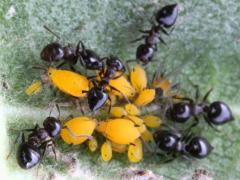 (Crematogaster lineolata Acrobat Ant) (tending Oleander Aphid)