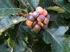 (Swamp White Oak) Lobed Oak Gall Wasp galls on Swamp White Oak