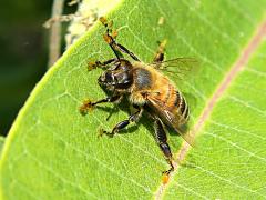 (European Honey Bee) pollinia on Common Milkweed