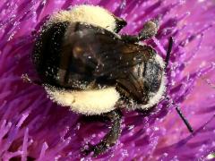 (Thistle Long-horned Bee) female on Bull Thistle