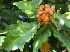 (Lobed Oak Gall Wasp) galls on Swamp White Oak