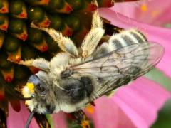 (Melissodes Long-horned Bee) on Purple Coneflower
