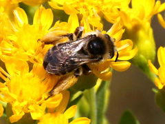 (Stiff Goldenrod) Melissodes Long-horned Bee dorsal on Stiff Goldenrod