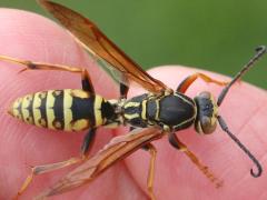 (Dark Paper Wasp) dorsal