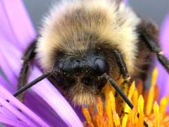 (New England Aster) Common Eastern Bumble Bee male face on New England Aster