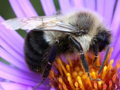 (Common Eastern Bumble Bee) male lateral on New England Aster