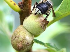 (Oak Rough Bulletgall Wasp) galls on Swamp White Oak