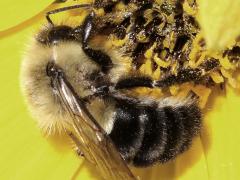 (Common Eastern Bumble Bee) female