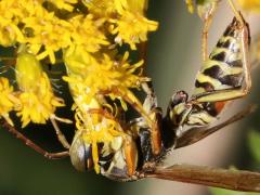 (Dark Paper Wasp) male ventral