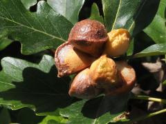(Swamp White Oak) Lobed Oak Gall Wasp galls on Swamp White Oak
