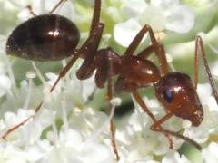 (Variable Field Ant) lateral