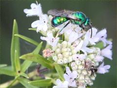 (Common Mountain Mint) Halictidae Sweat Bee on Common Mountain Mint