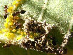 (Crematogaster lineolata Acrobat Ant) (ranch Oleander Aphid)