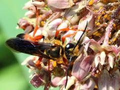 (Great Golden Digger Wasp) dorsal on Common Milkweed
