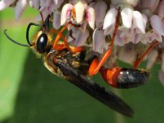 (Great Golden Digger Wasp) on Common Milkweed