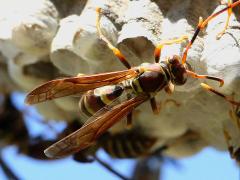 (Common Paper Wasp) nest