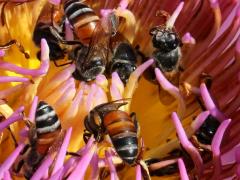 (Sacred Lotus) Red Dwarf Honey Bee pollinating on Sacred Lotus