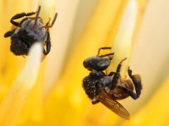 Pagden's Stingless Bee on Sacred Lotus