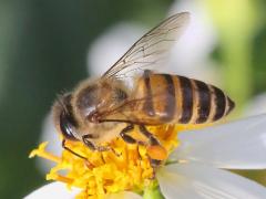 (Asiatic Honey Bee) lateral