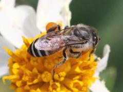 (Red Dwarf Honey Bee) dorsal