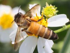 Giant Honey Bee pollen baskets on Beggarticks