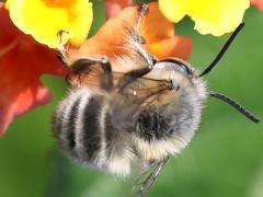 (Crinipes Digger Bee) male dorsal