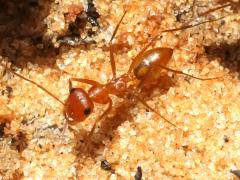 (Livida Sahara Ant) dorsal