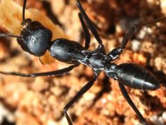 (Black Desert Ant) one dorsal