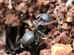 (Tapinoma Odorous Ant) dorsal
