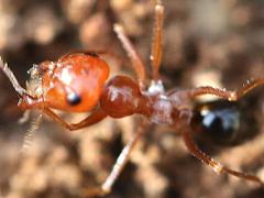 (Cataglyphis Sahara Ant) dorsal