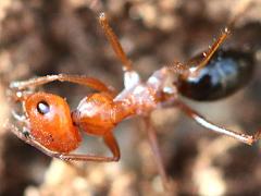 (Cataglyphis Sahara Ant) lateral