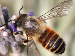 (Leafcutter Bee) dorsal