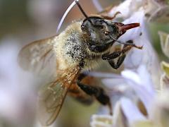 (European Honey Bee) nectaring