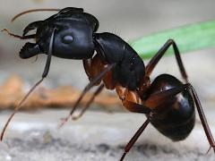 (Giant Desert Ant) lateral