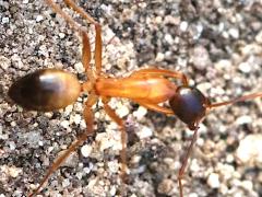 (Tanaemyrmex Carpenter Ant) dorsal