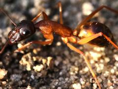 (Tanaemyrmex Carpenter Ant) lateral