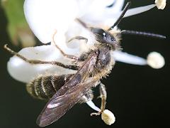 (Andrena Mining Bee) nectaring