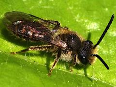(Andrena Mining Bee) dorsal