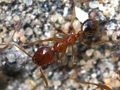 (Big-headed Ant) dorsal