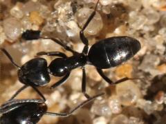 (Tapinoma Odorous Ant) dorsal