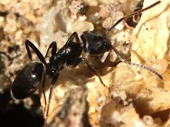 (Tapinoma Odorous Ant) lateral